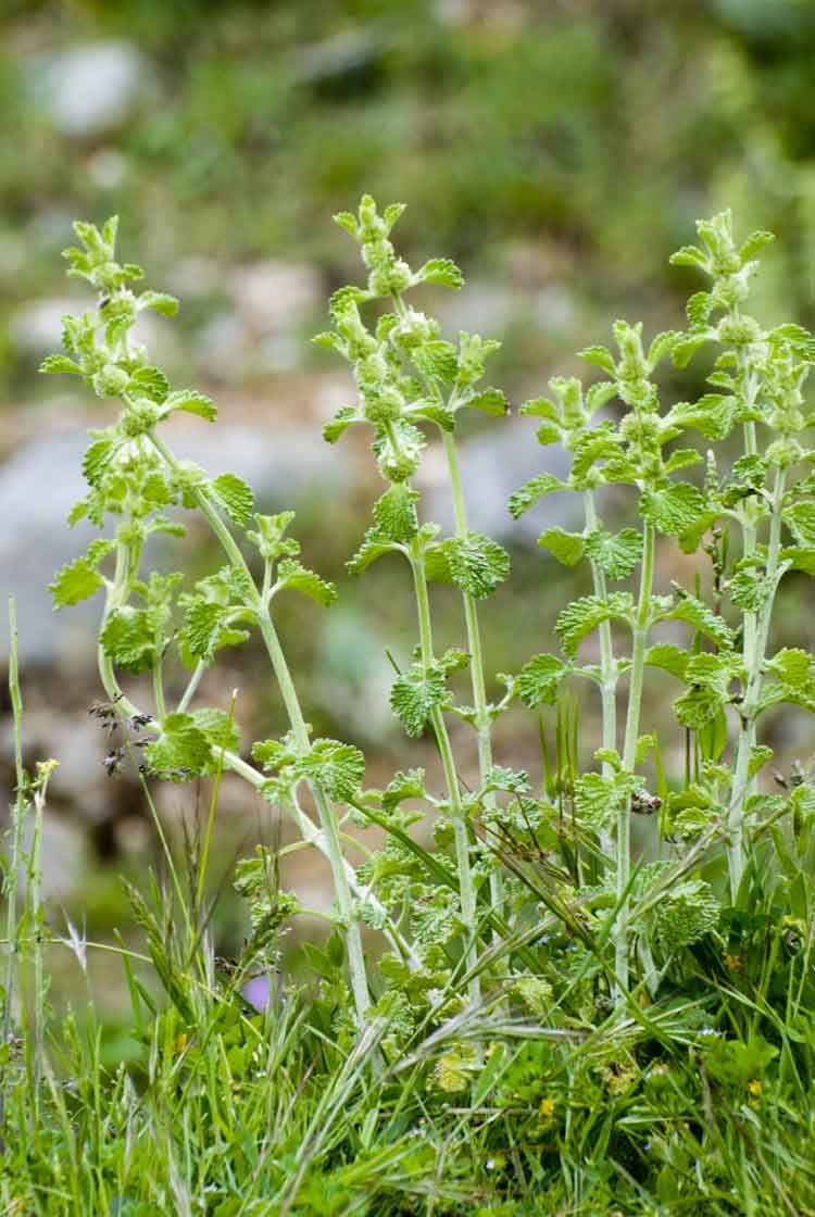 فراسیون سفید